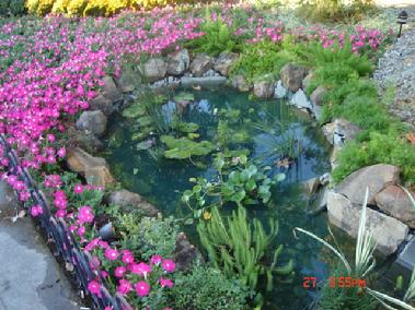 A living pond Water plants offer a new gardening experience, some grow in pots, while others float free and living on the water.